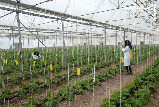 اعطای زمین به دانشجویان کشاورزی در طرح زراعت چوب خوزستان