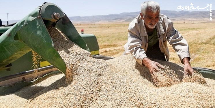 صرفه‌جویی ۲.۵ میلیارد دلاری با خودکفایی کشور در تولید گندم‌