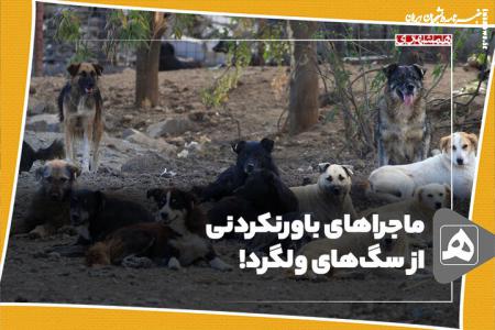 ماجراهای باورنکردنی از سگ‌های ولگرد