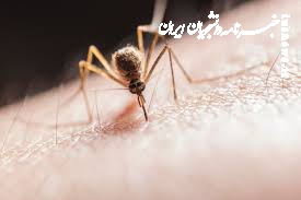 چه بیماری‌هایی از پشه‌ منتقل می‌شوند؟