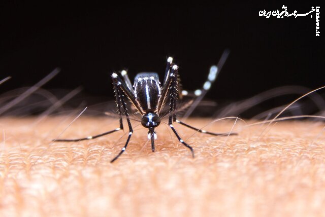 مهم ترین عامل شیوع پشه آئدس و تب دنگی