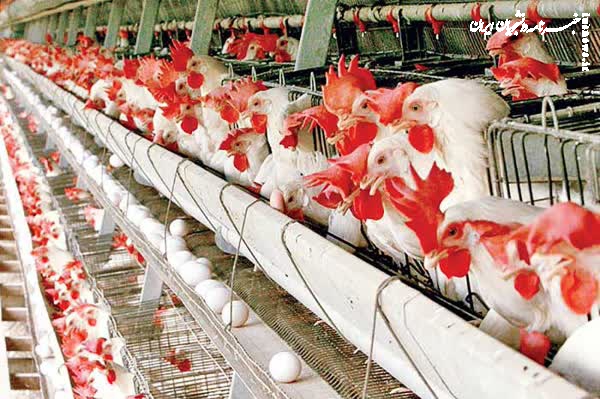 صادرات ۶۲ هزار تن مرغ و تخم‌مرغ از ابتدای امسال