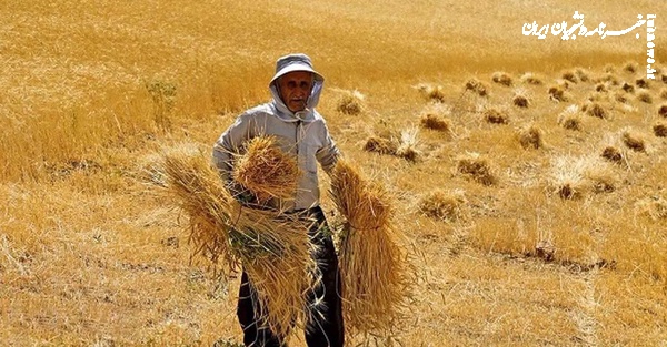 مطالبات گندمکاران تا پایان شهریور تسویه می‌شود