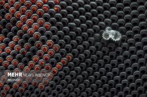 برندگان مسابقه عکس میکروسکوپی در سال ۲۰۲۴ +عکس