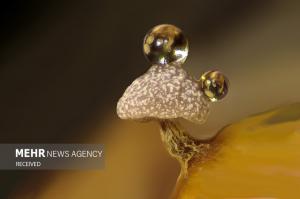 برندگان مسابقه عکس میکروسکوپی در سال ۲۰۲۴ +عکس