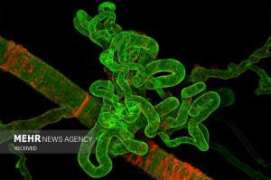 برندگان مسابقه عکس میکروسکوپی در سال ۲۰۲۴ +عکس