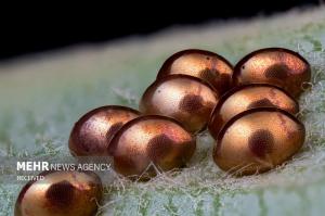 برندگان مسابقه عکس میکروسکوپی در سال ۲۰۲۴ +عکس