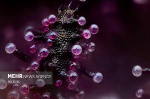 برندگان مسابقه عکس میکروسکوپی در سال ۲۰۲۴ +عکس