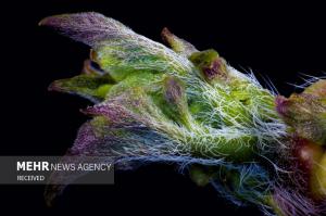 برندگان مسابقه عکس میکروسکوپی در سال ۲۰۲۴ +عکس