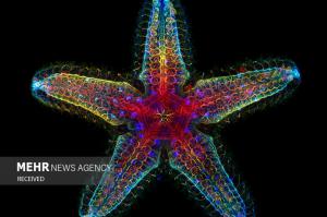 برندگان مسابقه عکس میکروسکوپی در سال ۲۰۲۴ +عکس