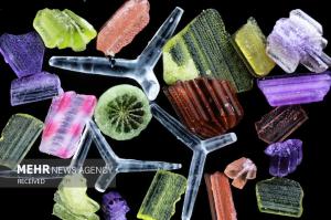 برندگان مسابقه عکس میکروسکوپی در سال ۲۰۲۴ +عکس