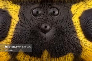 برندگان مسابقه عکس میکروسکوپی در سال ۲۰۲۴ +عکس