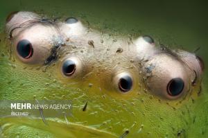 برندگان مسابقه عکس میکروسکوپی در سال ۲۰۲۴ +عکس