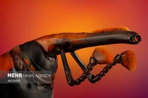 برندگان مسابقه عکس میکروسکوپی در سال ۲۰۲۴ +عکس