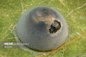 برندگان مسابقه عکس میکروسکوپی در سال ۲۰۲۴ +عکس