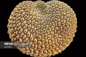 برندگان مسابقه عکس میکروسکوپی در سال ۲۰۲۴ +عکس