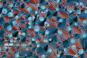 برندگان مسابقه عکس میکروسکوپی در سال ۲۰۲۴ +عکس