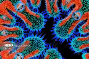 برندگان مسابقه عکس میکروسکوپی در سال ۲۰۲۴ +عکس