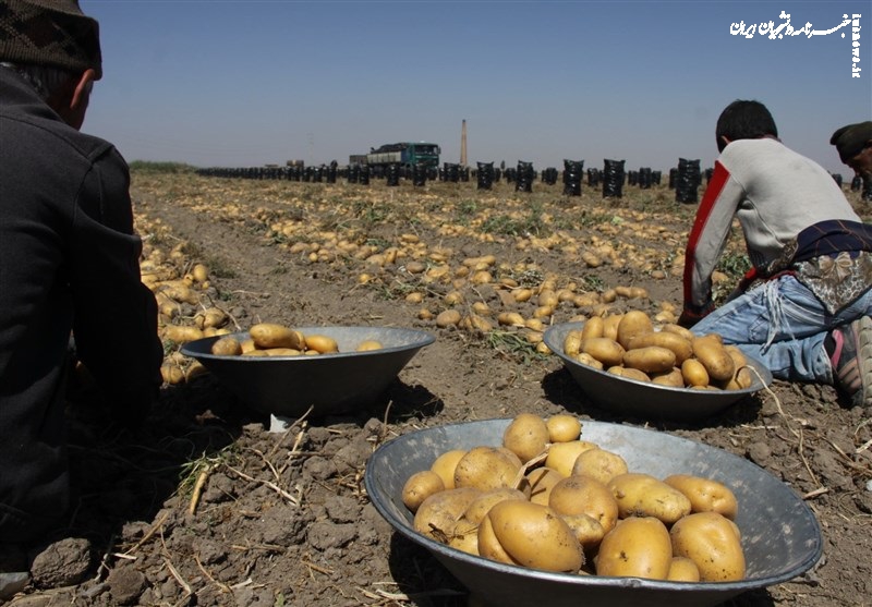 چرایی عدم توقف صادرات سیب‌زمینی با وجود افزایش قیمت