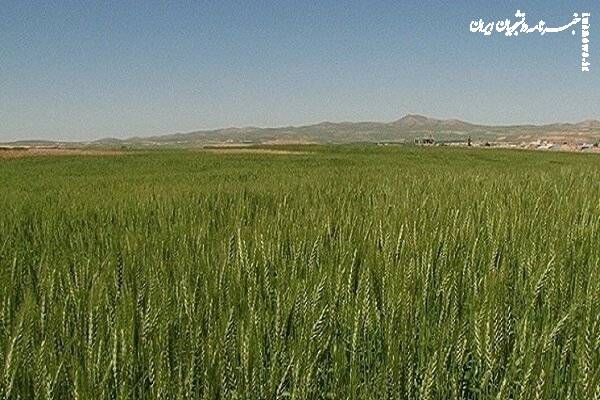 ۶۸ درصد اهداف طرح جهش تولید در دیمزارها محقق شد