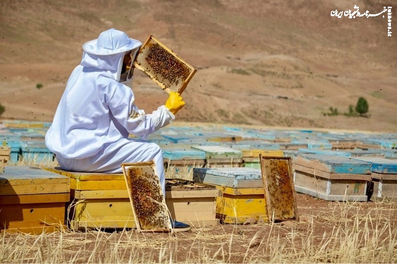 راهنمای خرید عسل شب جمعه و بهترین عسل برای تقویت قوای جنسی