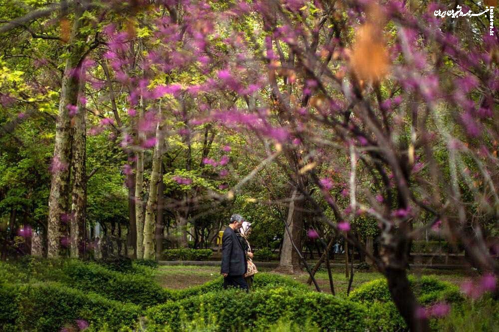 هوا از شنبه گرم می شود/  امروز این مناطق بارانی هستند