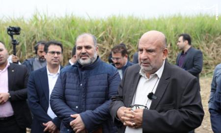  نیشکر شیرین کاشت 