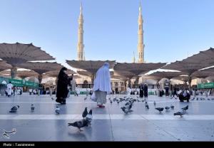 حال و هوای مسجدالنبی در ایام حج +عکس