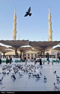 حال و هوای مسجدالنبی در ایام حج +عکس