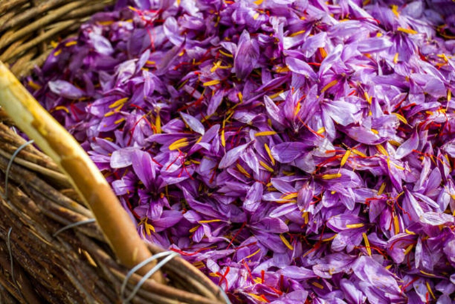 هر هزار متر چقدر پیاز زعفران میخواهد؟