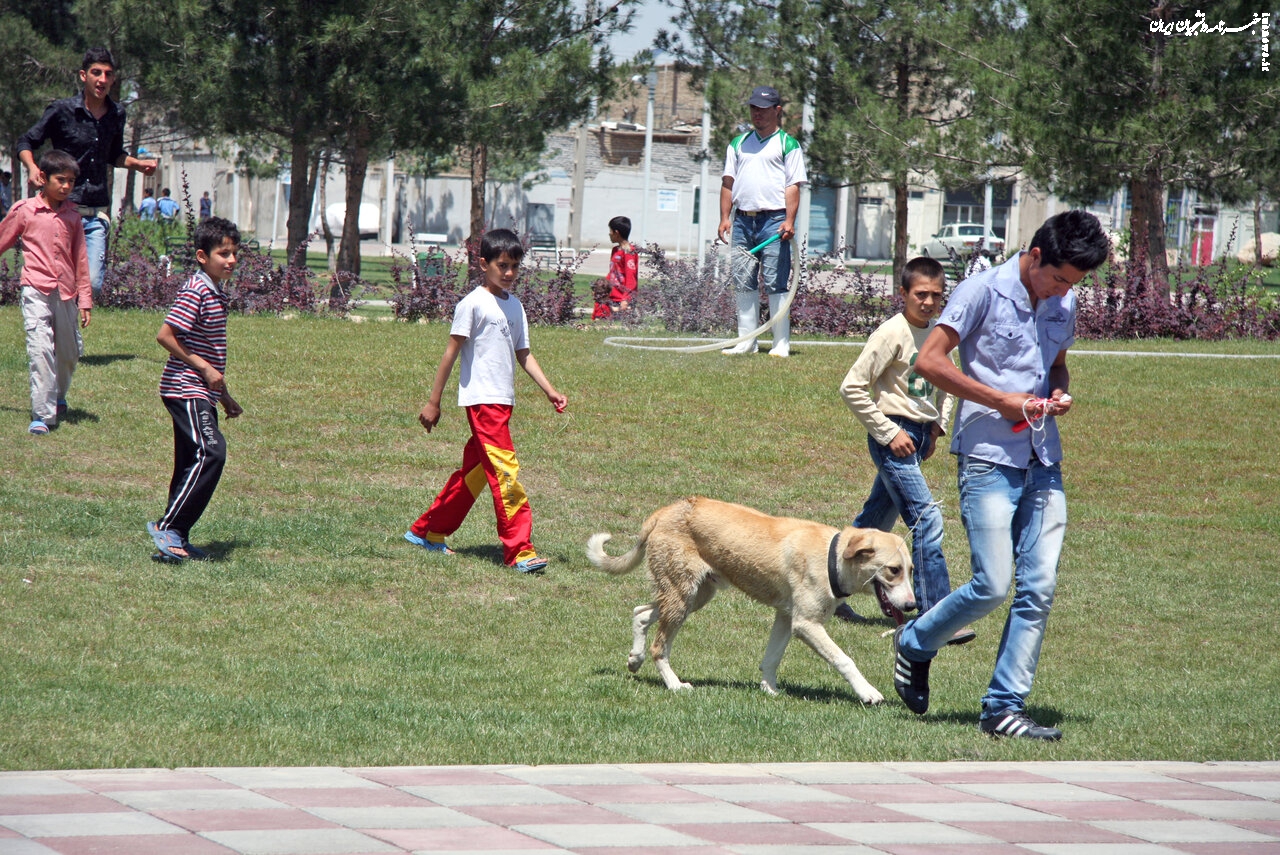 سگ گردانی؛ زیر سایه بی قانونی