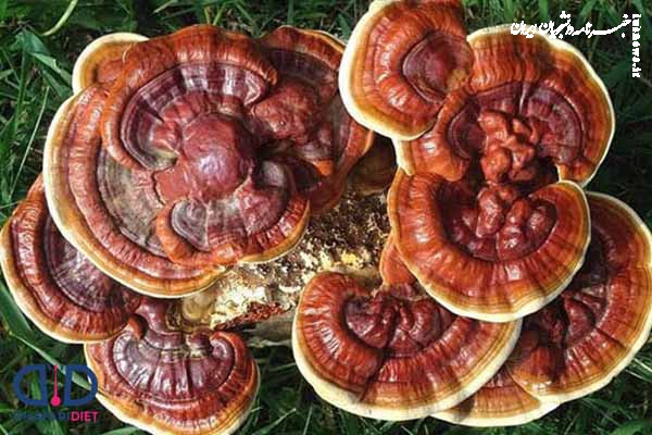 قارچ‌های دارویی: گنجینه‌ای از طبیعت برای سلامتی