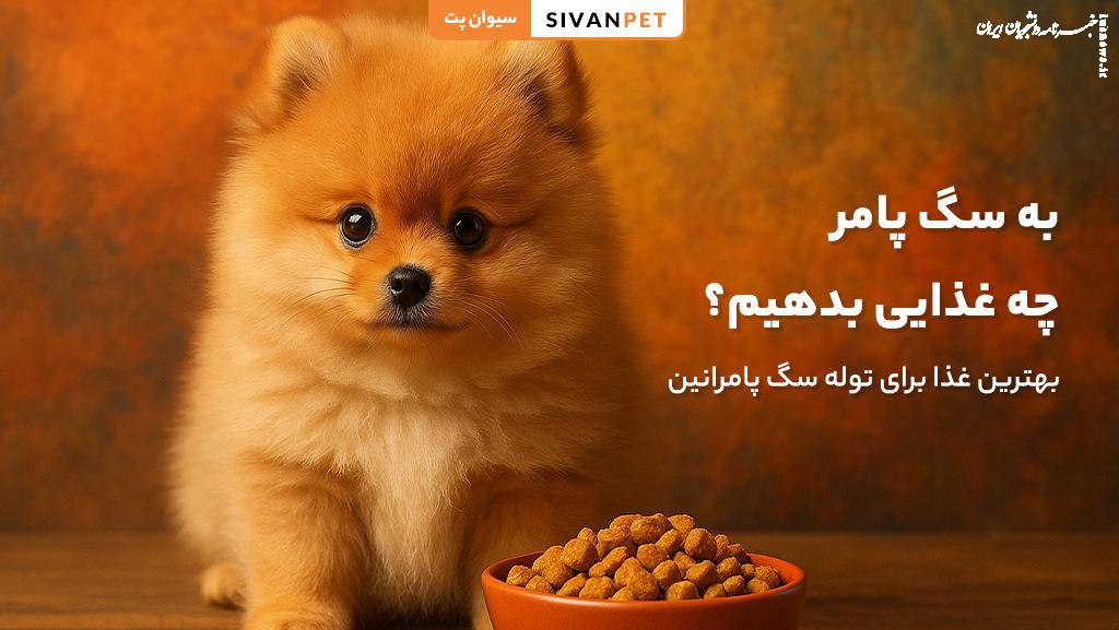 ۵ تا از بهترین غذاها برای سگ پامرانین (از توله تا بالغ)