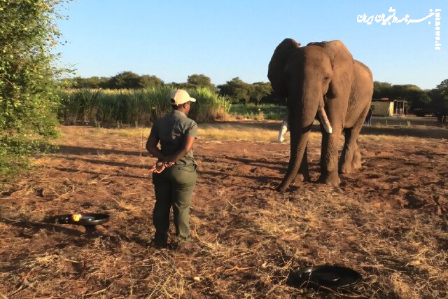  فیل‌ها با حرکات خود، خواسته‌هایشان را بیان می‌کنند