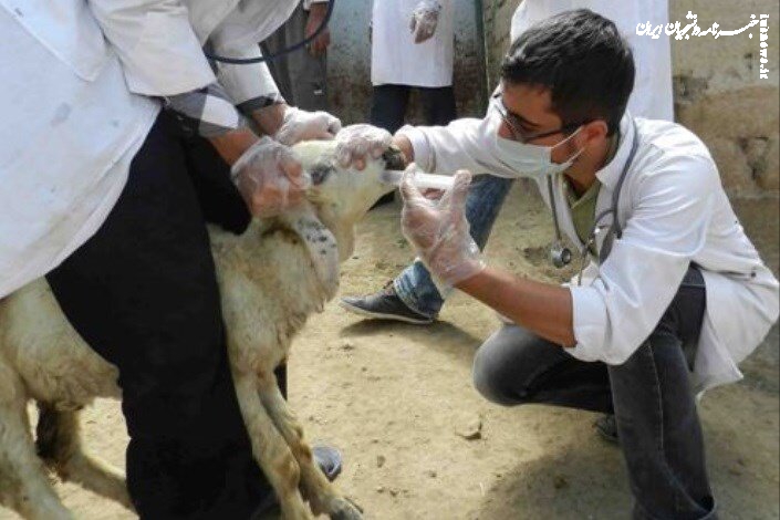 دانشگاه آزاد ورامین به قطب آموزش میدانی دامپزشکی تبدیل می‌شود