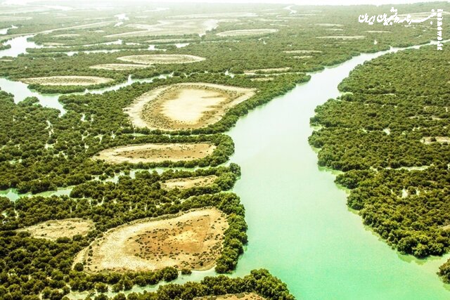 فناوری پهپادی در خدمت حفاظت از جنگل‌های حرا/برآورد کربن آبی بدون آسیب به طبیعت