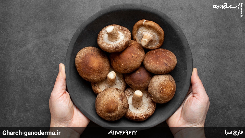 کشف دنیای قارچ‌های دارویی: خواص بی‌نظیر برای سلامتی شما