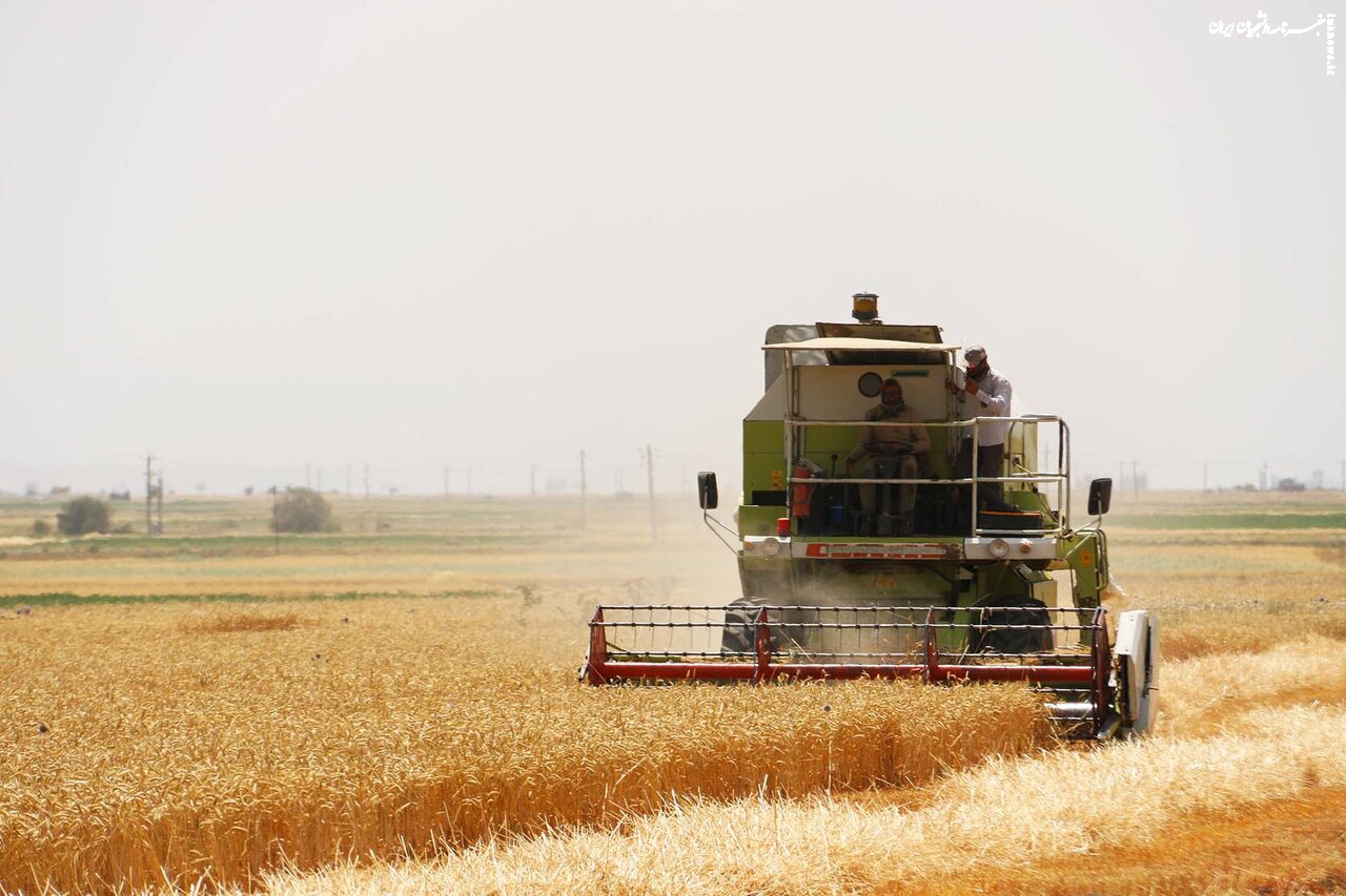 خرید ۲۶۹ هزار تن گندم در استان اردبیل/ کشاورزان منتظر دریافت مطالبات