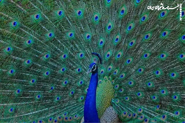  طاووس‌ها از دُم خود لیزر شلیک می‌کنند!
