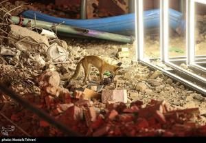 بچه‌های آسمانی +عکس