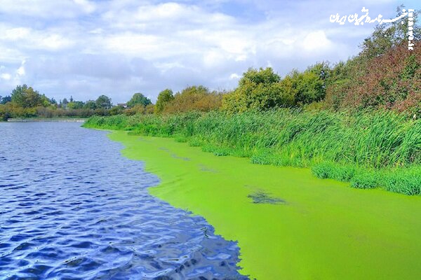 فناوری نانو و جنگ آرامش‌بخش با جلبک‌ها