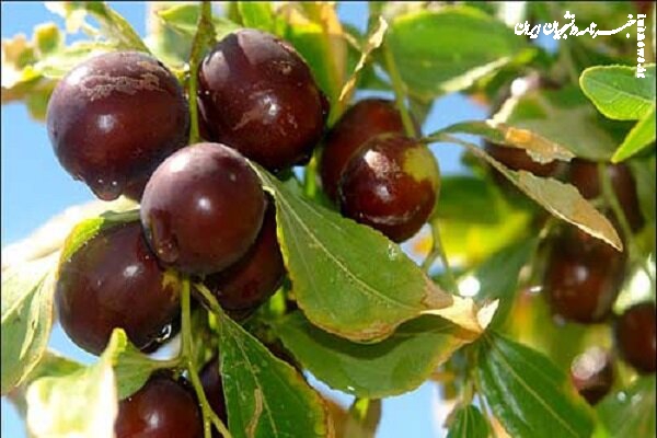 قطب عناب ایران گرفتار خام‌فروشی؛ کشاورزان امیدوار به رونق بازار