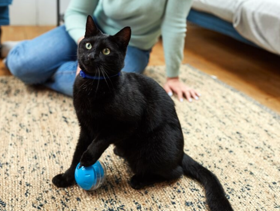 مهمترین آموزش‌ها برای گربه خانگی