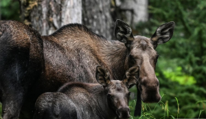 عکس | تصاویر منتخب این هفته انتخاب مجله آتلانتیک