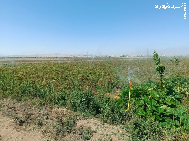 بهینه‌سازی مصرف آب کشاورزی در آذرشهر با توسعه آبیاری نوین