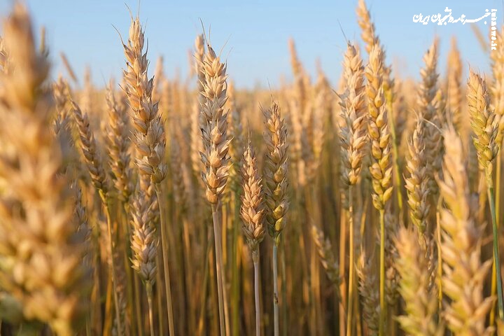 کاهش ۴۰ درصدی خرید تضمینی گندم