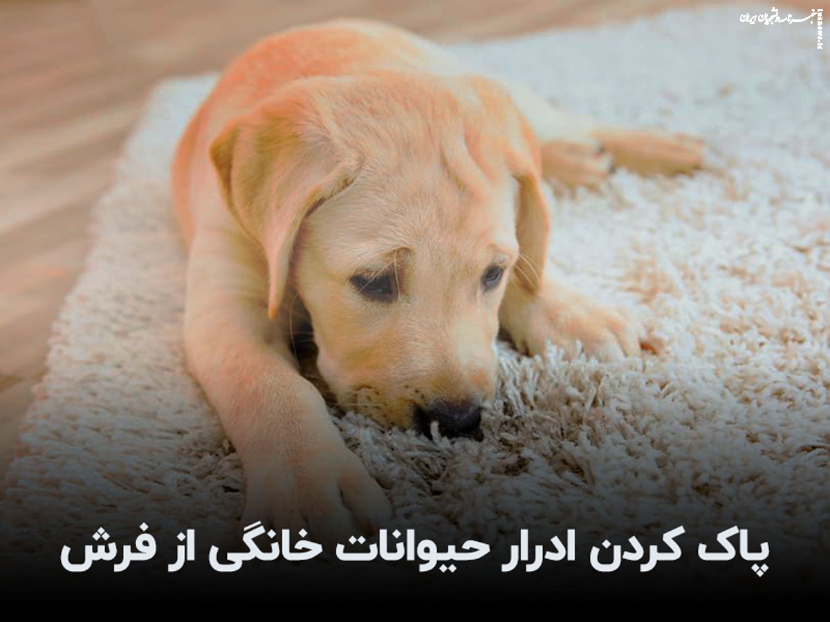 پاک کردن لکه و بوی ادرار سگ و گربه از فرش و مبل