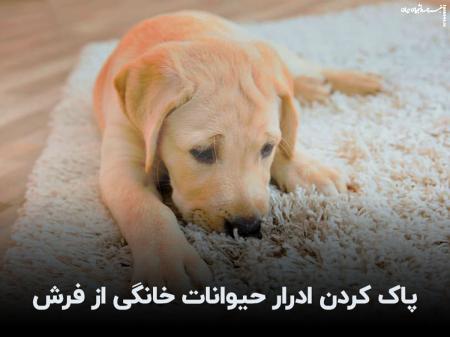 پاک کردن لکه و بوی ادرار سگ و گربه از فرش و مبل