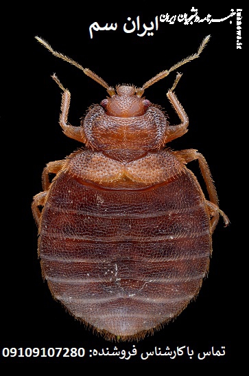 راه‌حل قطعی برای ریشه‌کن کردن ساس با محصولات شرکت ایران سم