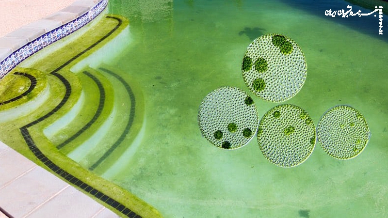 ۷ خطای رایج که آب استخر را سبز می‌کند + و راه‌حل هرکدام